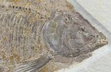 Beautiful, Phareodus Fish Fossil - Scarce Species #50990-2
